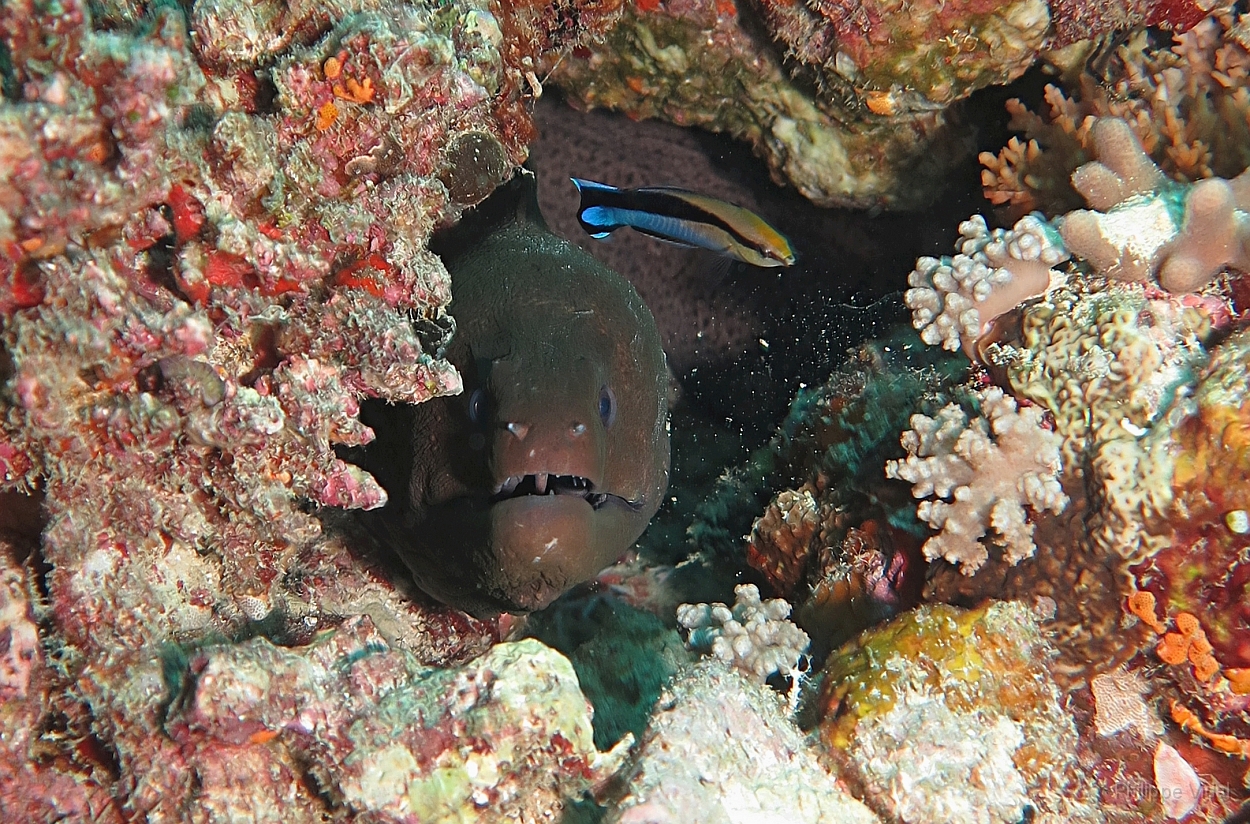 Velidhu - 2013_03_14 - IMG_0743rf_Murene javanaise - Gymnothorax javanicus_Aquarium_Plongee.jpg